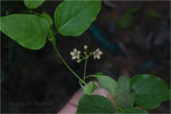 Tylophora pauciflora